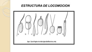 ESTRUCTURA DE LOCOMOCION
 