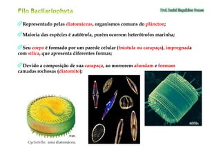 Representado pelasRepresentado pelas diatomáceasdiatomáceas, organismos comuns do, organismos comuns do plânctonplâncton;;
Maioria das espécies é autótrofa, porém ocorrem heterótrofos marinha;Maioria das espécies é autótrofa, porém ocorrem heterótrofos marinha;
SeuSeu corpocorpo é formado por um parede celular (é formado por um parede celular (frústula ou carapaçafrústula ou carapaça),), impregnadimpregnadaa
comcom sílicasílica, que apresenta diferentes formas;, que apresenta diferentes formas;
Devido a composição de suaDevido a composição de sua carapaçacarapaça, ao morrerem, ao morrerem afundamafundam ee formamformam
camadas rochosas (camadas rochosas (diatomitodiatomito););
CyclotellaCyclotella:: uma diatomácea.uma diatomácea.
1010 µµmm
6000x6000x
 