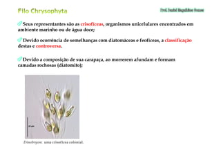 Seus representantes são asSeus representantes são as crisofíceascrisofíceas, organismos unicelulares encontrados em, organismos unicelulares encontrados em
ambiente marinho ou de água doceambiente marinho ou de água doce;;
Devido ocorrência de semelhanças com diatomáceas e feofíceas, aDevido ocorrência de semelhanças com diatomáceas e feofíceas, a classificaçãoclassificação
destas edestas e controversacontroversa..
Devido a composição de sua carapaça, ao morrerem afundam e formamDevido a composição de sua carapaça, ao morrerem afundam e formam
camadas rochosas (diatomito);camadas rochosas (diatomito);
DinobryonDinobryon:: uma crisofícea colonial.uma crisofícea colonial.
 