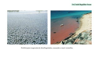 Proliferação exagerada de dinoflagelados, causando a maré vermelha.Proliferação exagerada de dinoflagelados, causando a maré vermelha.
 