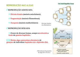 REPRODUÇÃO ASSEXUADAREPRODUÇÃO ASSEXUADA
Divisão bináriaDivisão binária (maioria unicelulares);(maioria unicelulares);
FragmentaçãoFragmentação (maioria filamentosas);(maioria filamentosas);
ZoosporiaZoosporia (maioria multicelulares);(maioria multicelulares);
REPRODUÇÃO SEXUADAREPRODUÇÃO SEXUADA
Divisão bináriaDivisão binária
em diatomácea.em diatomácea.
REPRODUÇÃO SEXUADAREPRODUÇÃO SEXUADA
Ocorre de diversas formas, sempre eOcorre de diversas formas, sempre envolvendonvolvendo aa
fusãofusão dede gametas haplóidesgametas haplóides..
gametas
esporo
zigoto esporângio
MEIOSE
Alternância de gerações
• Esporófito é a geração diploides.
• Meiose produz esporos
• Gametófito é a geração haploide
haploide(n)
diploide (2n)
FERTILIZAÇÃO
gametófito
(n)
esporófito
(2n)
Alternância de geraçõesAlternância de gerações
da algada alga Ulva lactucaUlva lactuca..
Muitas algas apresentam alternânciaMuitas algas apresentam alternância dede
geraçõesgerações de indivíduosde indivíduos haploides (n) e diploides (2n)haploides (n) e diploides (2n)..
 