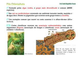 FormadoFormado pelaspelas algasalgas verdesverdes,, oo grupogrupo maismais diversificadodiversificado ee comumcomum ((±±80008000
espécies)espécies);;
SãoSão uniuni ouou multicelularesmulticelulares ocorrendoocorrendo emem ambienteambiente terrestreterrestre úmido,úmido, marinhomarinho ee
dede águaágua docedoce.. DentreDentre osos pigmentospigmentos queque ocorremocorrem nesteneste grupogrupo temostemos aa clorofilaclorofila;;
UmUm exemplarexemplar comumcomum queque ocorreocorre nana costacosta cearensecearense éé oo alfacealface--dodo--marmar ((UlvaUlva
lactucalactuca))..
CertasCertas clorofíceasclorofíceas ocorremocorrem emem associaçãoassociação endossimbióticaendossimbiótica comcom outrosoutros
organismosorganismos [[liquensliquens (associação(associação dede fungosfungos ee clorofícea)clorofícea);; coraiscorais (associação(associação dede
cnidáriocnidário ++ clorofícea]clorofícea] ..cnidáriocnidário ++ clorofícea]clorofícea] ..
UlvaUlva lactucalactuca..
unidade reprodutiva
hifas
hifas alga
FotoFoto dede umum líquenlíquen dodo tipotipo
crostosocrostoso.. AcimaAcima detalhedetalhe dada
associaçãoassociação entreentre oo fungofungo ee aa
algaalga clorofíceaclorofícea..
 