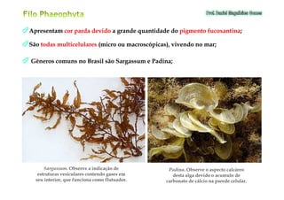 ApresentamApresentam corcor pardaparda devidodevido aa grandegrande quantidadequantidade dodo pigmentopigmento fucoxantinafucoxantina;;
SãoSão todastodas multicelularesmulticelulares (micro(micro ouou macroscópicas),macroscópicas), vivendovivendo nono marmar;;
GênerosGêneros comunscomuns nono BrasilBrasil sãosão SargassumSargassum ee PadinaPadina;;
SargassumSargassum. Observe a indicação de. Observe a indicação de
estruturas vesiculares contendo gases emestruturas vesiculares contendo gases em
seu interior, que funciona como flutuador.seu interior, que funciona como flutuador.
PadinaPadina. Observe o aspecto calcáreo. Observe o aspecto calcáreo
desta alga devido o acumulo dedesta alga devido o acumulo de
carbonato de cálcio na parede celular.carbonato de cálcio na parede celular.
 