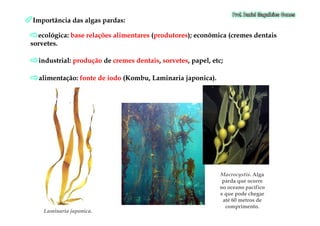 Importância das algas pardas:Importância das algas pardas:
ecológica:ecológica: base relações alimentaresbase relações alimentares ((produtoresprodutores); econômica (cremes dentais); econômica (cremes dentais
sorvetes.sorvetes.
industrial:industrial: produçãoprodução dede cremes dentaiscremes dentais,, sorvetessorvetes, papel, etc;, papel, etc;
alimentação:alimentação: fonte de iodofonte de iodo (Kombu, Laminaria japonica).(Kombu, Laminaria japonica).
MacrocystisMacrocystis. Alga. Alga
parda que ocorreparda que ocorre
no oceano pacíficono oceano pacífico
e que pode chegare que pode chegar
até 60 metros deaté 60 metros de
comprimento.comprimento.
Laminaria japonicaLaminaria japonica..
 