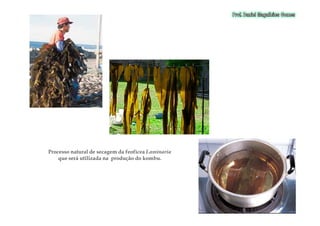 Processo natural de secagem da feofíceaProcesso natural de secagem da feofícea LaminariaLaminaria
que será utilizada na produção do kombu.que será utilizada na produção do kombu.
 