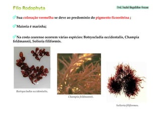 SuaSua coloração vermelhacoloração vermelha se deve ao predomínio dose deve ao predomínio do pigmento ficoeritrinapigmento ficoeritrina ;;
Maioria é marinha;Maioria é marinha;
Na costa cearense ocorrem várias espécies:Na costa cearense ocorrem várias espécies: BotryocladiaBotryocladia occidentalis, Champiaoccidentalis, Champia
feldmannii, Solieriafeldmannii, Solieria filiformisfiliformis..
ChampiaChampia feldmanniifeldmannii..
BotryocladiaBotryocladia occidentalisoccidentalis..
SolieriaSolieria filiformesfiliformes..
 