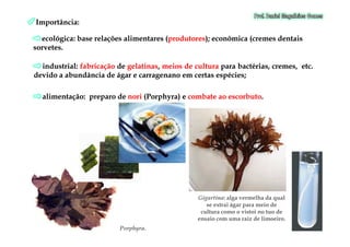 Importância:Importância:
ecológica: base relações alimentares (ecológica: base relações alimentares (produtoresprodutores); econômica (cremes dentais); econômica (cremes dentais
sorvetes.sorvetes.
industrialindustrial:: fabricaçãofabricação dede gelatinasgelatinas,, meiosmeios dede culturacultura parapara bactérias,bactérias, cremes,cremes, etcetc..
devidodevido aa abundânciaabundância dede ágarágar ee carragenanocarragenano emem certascertas espéciesespécies;;
alimentação: preparo dealimentação: preparo de norinori (Porphyra) e(Porphyra) e combate ao escorbutocombate ao escorbuto..
PorphyraPorphyra..
GigartinaGigartina: alga vermelha da qual: alga vermelha da qual
se extrai ágar para meio dese extrai ágar para meio de
cultura como o vistoi no tuo decultura como o vistoi no tuo de
ensaio com uma raiz de limoeiro.ensaio com uma raiz de limoeiro.
 
