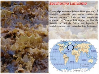 Saccharina Latissima
É uma alga castanha (classe Phaeophyceae). É
também conhecida pelo nome comum de
“correia do mar”. Pode ser encontrada no
nordeste do Oceano Atlântico e no Mar de
Barents. no sul da Galiza, em Espanha. É
também comum nas costas das Ilhas Britânicas.




http://cienciavaiafonte.blogspot.pt/p/imagens.html
http://macoi.ci.uc.pt/galeria.php
 