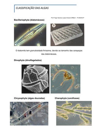 CLASSIFICAÇÃO DAS ALGAS


                                       Prof Tiago Saraiva Lopes Amaral CRBio4 – 70.593/04-P
Bacillariophyta (diatomáceas)




 O diatomito tem granulosidade finíssima, devido ao tamanho das carapaças
                            das diatomáceas.


Dinophyta (dinoflagelados)




Chrysophyta (algas douradas)                Charophyta (carofíceas)
 
