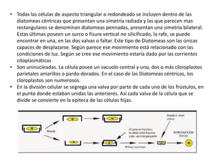 • Todas las células de aspecto triangular o redondeado se incluyen dentro de las
diatomeas céntricas que presentan una simetría radiada y las que parecen mas
rectangulares se denominan diatomeas pennadas, presentan una simetría bilateral.
Estas últimas poseen un surco o fisura vertical no silicificado, la rafe, se puede
encontrar en una, en las dos valvas o faltar. Este tipo de Diatomeas son las únicas
capaces de desplazarse. Según parece ese movimiento está relacionado con las
condiciones de luz. Según se cree ese movimiento estaría dado por las corrientes
citoplasmáticas
• Son uninucleadas. La célula posee un vacuolo central y uno, dos o más cloroplastos
parietales amarillos o pardo-dorados. En el caso de las Diatomeas céntricas, los
cloroplastos son numerosos.
• En la división celular se segrega una valva por parte de cada uno de los frústulos, en
el punto donde estaban unidas las anteriores. Así cada valva de la célula que se
divide se convierte en la epiteca de las células hijas.
 