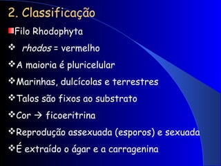 2. Classificação
Filo Rhodophyta
 rhodos = vermelho
A maioria é pluricelular
Marinhas, dulcícolas e terrestres
Talos são fixos ao substrato
Cor  ficoeritrina
Reprodução assexuada (esporos) e sexuada
É extraído o ágar e a carragenina
 