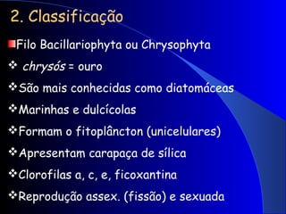 2. Classificação
Filo Bacillariophyta ou Chrysophyta
 chrysós = ouro
São mais conhecidas como diatomáceas
Marinhas e dulcícolas
Formam o fitoplâncton (unicelulares)
Apresentam carapaça de sílica
Clorofilas a, c, e, ficoxantina
Reprodução assex. (fissão) e sexuada
 