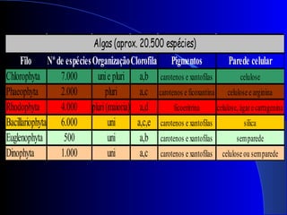 Filo Nºde espéciesOrganizaçãoClorofila Pigmentos Parede celular
Chlorophyta 7.000 unie pluri a,b carotenos e xantofilas celulose
Phaeophyta 2.000 pluri a,c carotenos e ficoxantina celulose e arginina
Rhodophyta 4.000 pluri(maioria) a,d ficoeritrina celulose,ágare carragenina
Bacillariophyta 6.000 uni a,c,e carotenos e xantofilas sílica
Euglenophyta 500 uni a,b carotenos e xantofilas semparede
Dinophyta 1.000 uni a,c carotenos e xantofilas celulose ou semparede
Algas (aprox. 20.500 espécies)
 