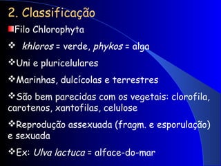 2. Classificação
Filo Chlorophyta
 khloros = verde, phykos = alga
Uni e pluricelulares
Marinhas, dulcícolas e terrestres
São bem parecidas com os vegetais: clorofila,
carotenos, xantofilas, celulose
Reprodução assexuada (fragm. e esporulação)
e sexuada
Ex: Ulva lactuca = alface-do-mar
 