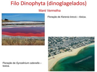 Filo Dinophyta (dinoglagelados)
Maré Vermelha
Floração de Karenia brevis – tóxica.
Floração de Gynodinium catenella –
toxica.
 