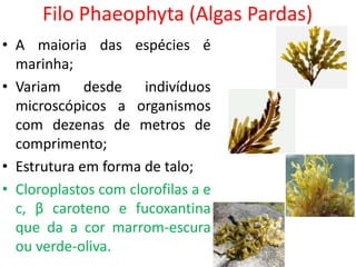 Filo Phaeophyta (Algas Pardas)
• A maioria das espécies é
marinha;
• Variam desde indivíduos
microscópicos a organismos
com dezenas de metros de
comprimento;
• Estrutura em forma de talo;
• Cloroplastos com clorofilas a e
c, β caroteno e fucoxantina
que da a cor marrom-escura
ou verde-oliva.
 