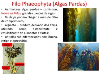 Filo Phaeophyta (Algas Pardas)
• As maiores algas pardas – Laminaria,
forma os Kelps, grandes bancos de algas;
• Os Kelps podem chegar a mais de 60m
de comprimento;
• Alginato – produto derivado dos Kelps,
utilizado como estabilizante e
emulsificante de alimentos e tintas;
• Os talos são diferenciados em: lâmina,
estipe e opressório.
 