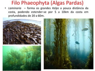 Filo Phaeophyta (Algas Pardas)
• Laminaria – forma os grandes Kelps a pouca distância da
costa, podendo estender-se por 5 a 10km da costa em
profundidades de 20 a 60m.
 
