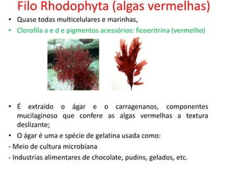 Filo Rhodophyta (algas vermelhas)
• Quase todas multicelulares e marinhas,
• Clorofila a e d e pigmentos acessórios: ficoeritrina (vermelho)
• É extraído o ágar e o carragenanos, componentes
mucilaginoso que confere as algas vermelhas a textura
deslizante;
• O ágar é uma e spécie de gelatina usada como:
- Meio de cultura microbiana
- Industrias alimentares de chocolate, pudins, gelados, etc.
 