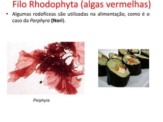 Filo Rhodophyta (algas vermelhas)
• Algumas rodofíceas são utilizadas na alimentação, como é o
caso da Porphyra (Nori).
Porphyra
 