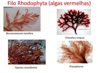 Filo Rhodophyta (algas vermelhas)
Bonnemaisonia hamifera
Chondrus crispus
Hypnea musciformis Polysiphonia
 