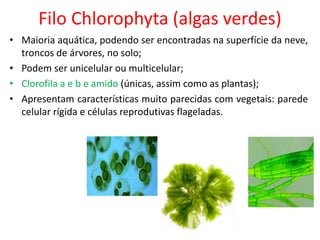 Filo Chlorophyta (algas verdes)
• Maioria aquática, podendo ser encontradas na superfície da neve,
troncos de árvores, no solo;
• Podem ser unicelular ou multicelular;
• Clorofila a e b e amido (únicas, assim como as plantas);
• Apresentam características muito parecidas com vegetais: parede
celular rígida e células reprodutivas flageladas.
 