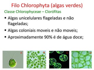 Filo Chlorophyta (algas verdes)
Classe Chlorophyceae – Clorófitas
 Algas unicelulares flageladas e não
flageladas;
 Algas coloniais moveis e não moveis;
 Aproximadamente 90% é de água doce;
A B C D
 