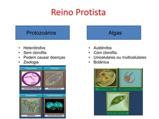 Reino Protista
Protozoários Algas
• Heterótrofos
• Sem clorofila
• Podem causar doenças
• Zoologia
• Autótrofos
• Com clorofila
• Unicelulares ou multicelulares
• Botânica
 
