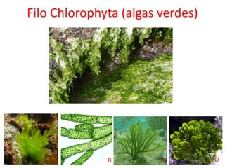 Filo Chlorophyta (algas verdes)
A B C D
 