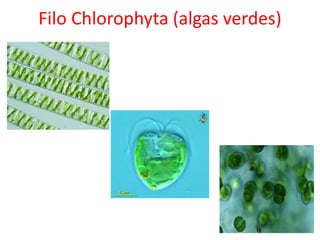 Filo Chlorophyta (algas verdes)
 