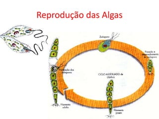 Reprodução das Algas
 
