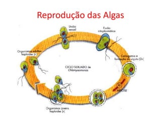 Reprodução das Algas
 