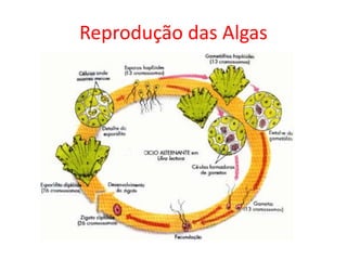 Reprodução das Algas
 