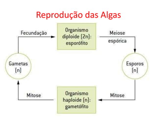 Reprodução das Algas
 