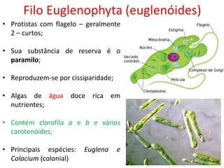 Filo Euglenophyta (euglenóides)
• Protistas com flagelo – geralmente
2 – curtos;
• Sua substância de reserva é o
paramilo;
• Reproduzem-se por cissiparidade;
• Algas de água doce rica em
nutrientes;
• Contém clorofila a e b e vários
carotenóides;
• Principais espécies: Euglena e
Colacium (colonial)
 