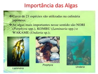 Importância das Algas
 