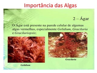 Importância das Algas
 