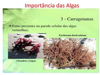 Importância das Algas
 