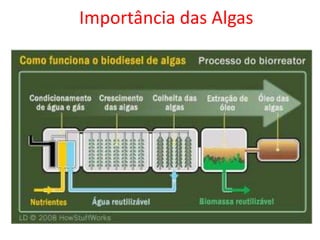 Importância das Algas
 