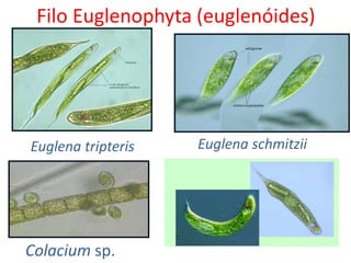 Filo Euglenophyta (euglenóides)
Colacium sp.
Euglena schmitzii
Euglena tripteris
 