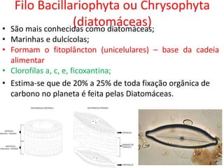 Filo Bacillariophyta ou Chrysophyta
(diatomáceas)
• São mais conhecidas como diatomáceas;
• Marinhas e dulcícolas;
• Formam o fitoplâncton (unicelulares) – base da cadeia
alimentar
• Clorofilas a, c, e, ficoxantina;
• Estima-se que de 20% a 25% de toda fixação orgânica de
carbono no planeta é feita pelas Diatomáceas.
 