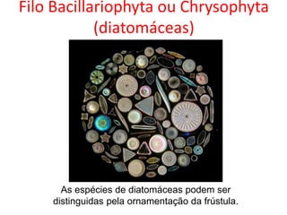 Filo Bacillariophyta ou Chrysophyta
(diatomáceas)
As espécies de diatomáceas podem ser
distinguidas pela ornamentação da frústula.
 