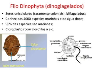 Filo Dinophyta (dinoglagelados)
• Seres unicelulares (raramente coloniais), biflagelados;
• Conhecidas 4000 espécies marinhas e de água doce;
• 90% das espécies são marinhas;
• Cloroplastos com clorofilas a e c.
 
