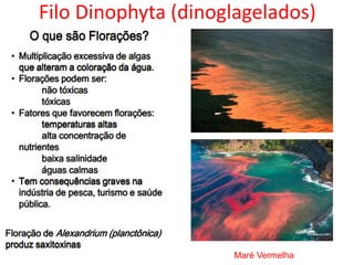 Filo Dinophyta (dinoglagelados)
Maré Vermelha
 