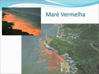 Maré Vermelha
 