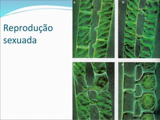 Reprodução
sexuada
 