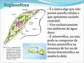 Euglenofícea
- É a única alga que não
possui parede celular e
que apresenta vacúolo
contrátil;
- Vive exclusivamente
em ambiente de água
doce;
- É mixotrófica, ou seja,
pode se comportar de
forma autotrófica na
presença de luz ou de
forma heterotrófica na
ausência dela;
 