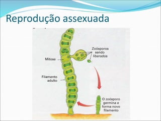 Reprodução assexuada
 