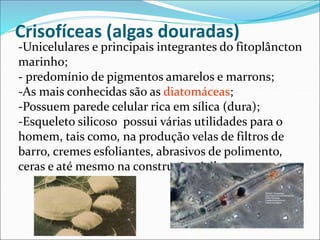 Crisofíceas (algas douradas)
-Unicelulares e principais integrantes do fitoplâncton
marinho;
- predomínio de pigmentos amarelos e marrons;
-As mais conhecidas são as diatomáceas;
-Possuem parede celular rica em sílica (dura);
-Esqueleto silicoso possui várias utilidades para o
homem, tais como, na produção velas de filtros de
barro, cremes esfoliantes, abrasivos de polimento,
ceras e até mesmo na construção civil.
 