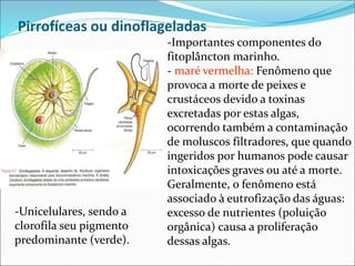 Pirrofíceas ou dinoflageladas
-Importantes componentes do
fitoplâncton marinho.
- maré vermelha: Fenômeno que
provoca a morte de peixes e
crustáceos devido a toxinas
excretadas por estas algas,
ocorrendo também a contaminação
de moluscos filtradores, que quando
ingeridos por humanos pode causar
intoxicações graves ou até a morte.
Geralmente, o fenômeno está
associado à eutrofização das águas:
excesso de nutrientes (poluição
orgânica) causa a proliferação
dessas algas.
-Unicelulares, sendo a
clorofila seu pigmento
predominante (verde).
 